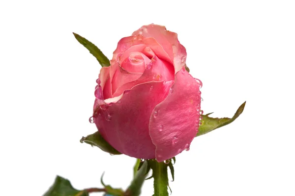 玫瑰把戒指扔在孤立白色背景上 — 图库照片