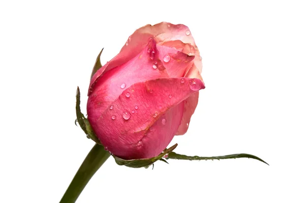 Rose drops the ring on a white background isolated — Stock Photo, Image