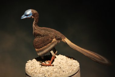 Breadboard model of a prehistoric bird of prey clipart