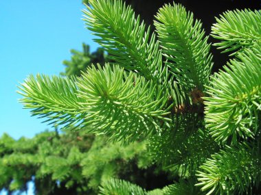 Fur-tree branches