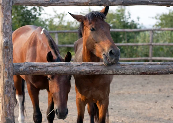 stock image Horses in paddock look into the camera