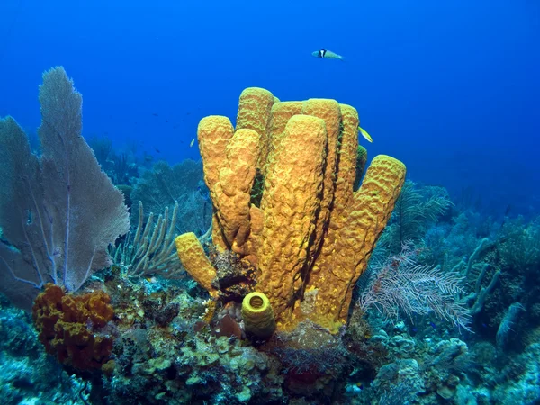 黄管海绵 — 图库照片