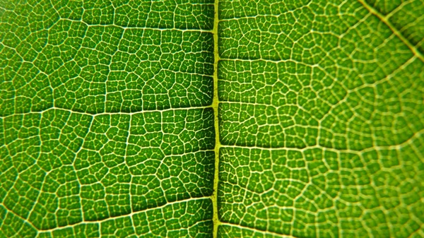 stock image Gros plan de végétal