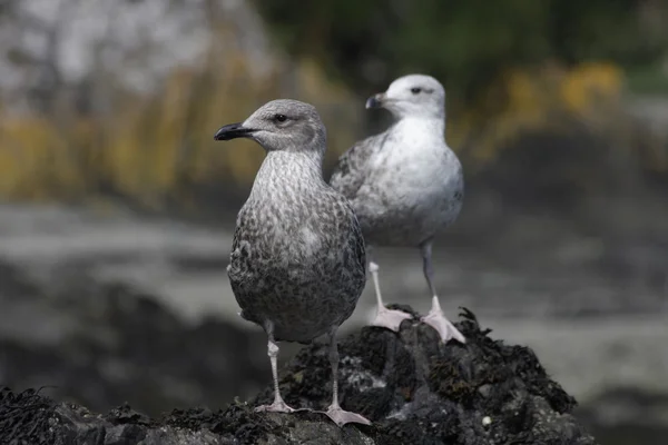 stock image The youngs seagulls brothers