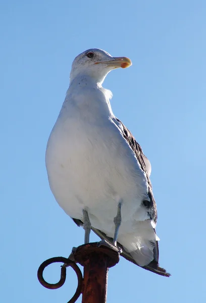 Portrait of a wild seagull — Stock Photo, Image