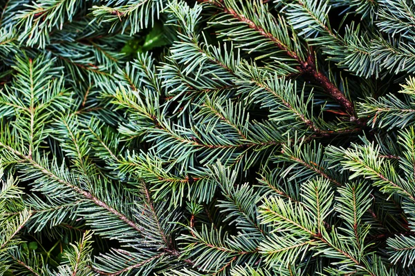 stock image Pine branches