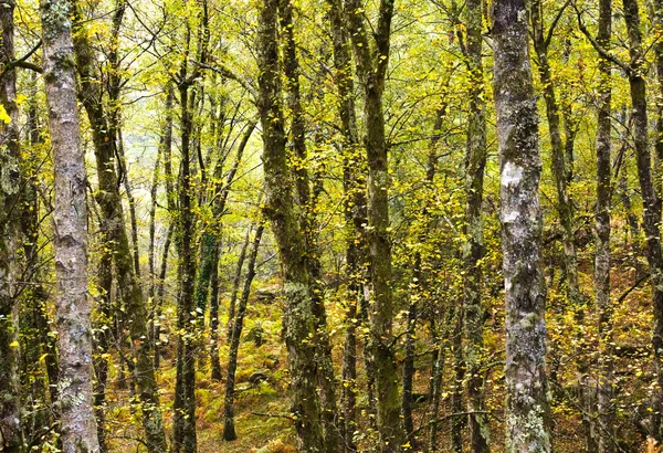 Bella foresta autunnale — Foto Stock