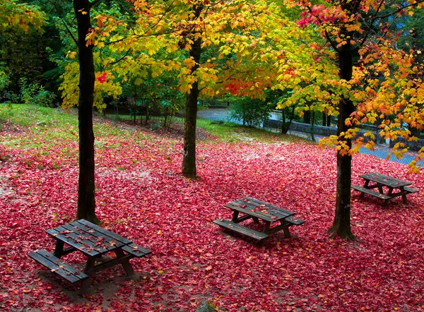 Na podzim listy stromů v národním parku geres, severně od Portugalska — Stock fotografie