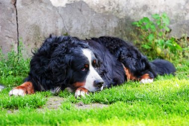 Bernese dağ köpeği