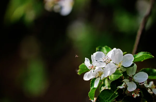 Větev kvetoucího jabloně — Stock fotografie