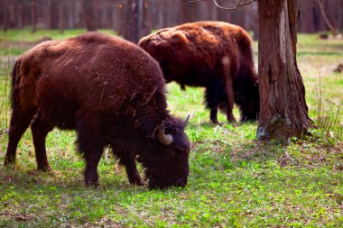 milli park içinde bison ailesi
