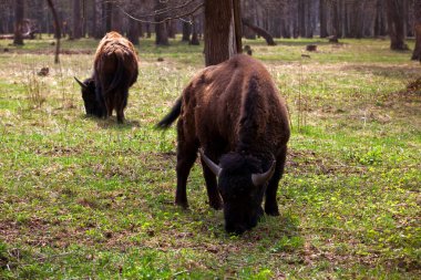 A family of bison in a national park clipart