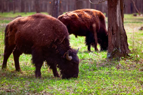Eine Bisonfamilie in einem Nationalpark — Stockfoto