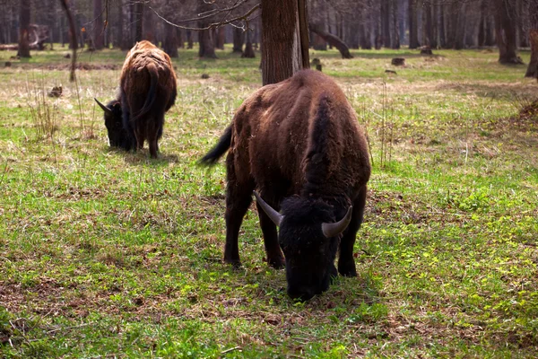 stock image A family of bison in a national park