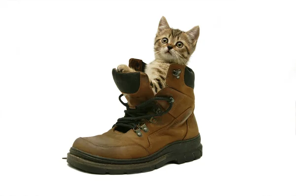 大きい靴の甘い小さな猫 — ストック写真