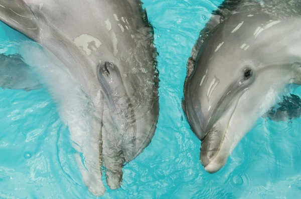 Happy dolphins — Stock Photo, Image