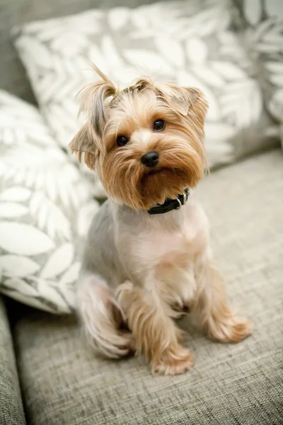 stock image Yorkshire terrier