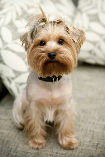 Yorkshire terrier Imagens Royalty-Free