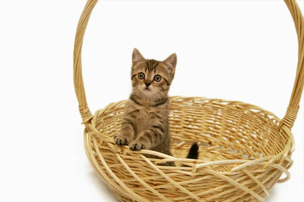 Kitten in woven basket — Stock Photo, Image