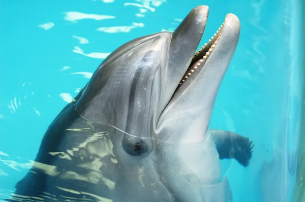 Semi-realism Curious Dolphins
