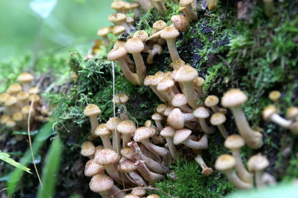 stock image Honey agarics