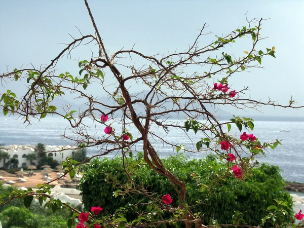 stock image Pink Buganvilias Flowers. Color Image