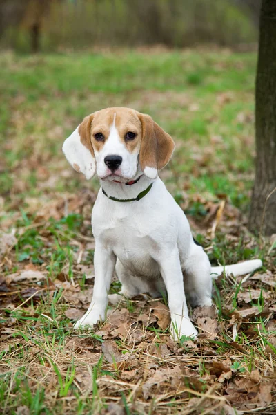 Beagle — Stockfoto