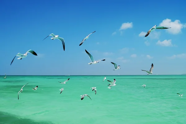 stock image The seagull flying over the sea