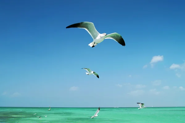 Чайка летит над морем — стоковое фото