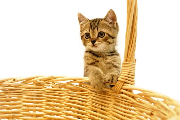 Kitten in woven basket — Stock Photo, Image