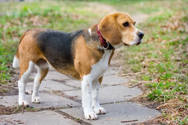 Beagle. Imagen de stock