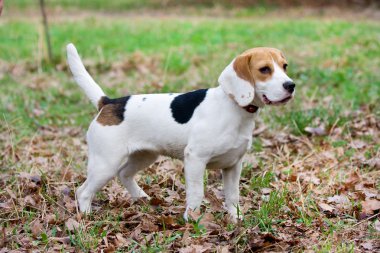 Beagle.