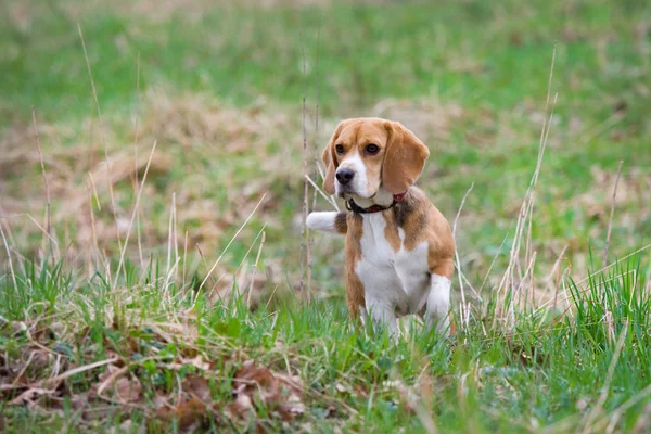 Beagle κουτάβι Royalty Free Εικόνες Αρχείου