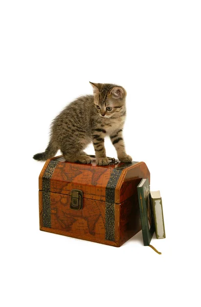 Kitten on a steamer trunk — Stock Photo, Image