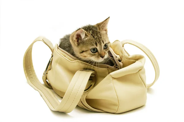 The small amusing kitten has climbed in a bag — Stock Photo, Image