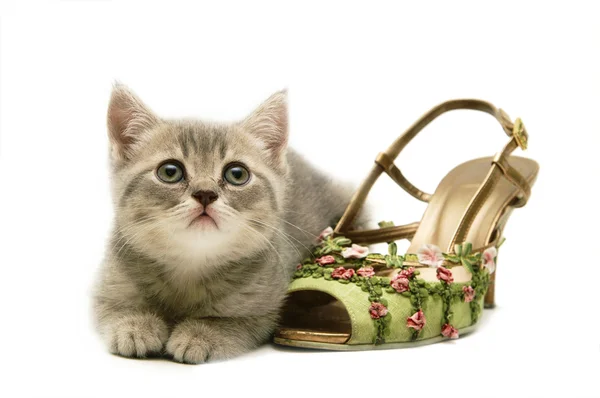 O pequeno gatinho divertido joga com um sapato Imagem De Stock