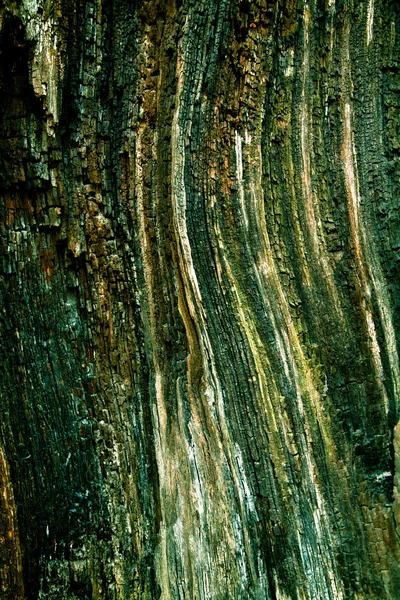 Bark of Pine Tree Stock Image