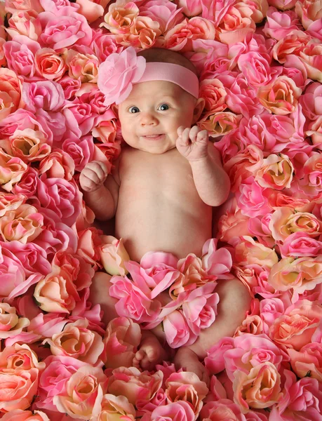 Dítě v růžovým sadem — Stock fotografie