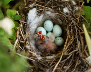 Just hatched baby birds clipart