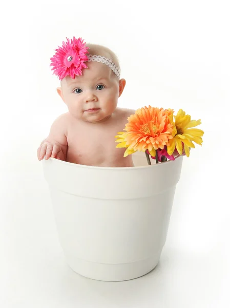 坐在一个白色花盆和明亮的非洲菊雏菊可爱宝贝女儿的肖像 — 图库照片