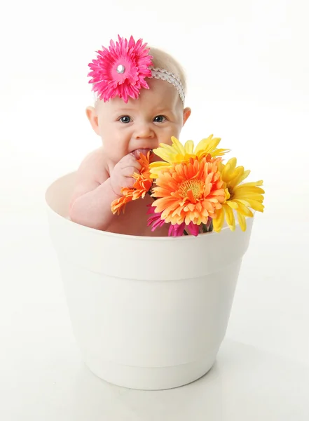 花を食べる明るい Gerbera のヒナギクおよび白い花鍋に座っている愛らしい赤ちゃん女の子の面白い肖像画 — ストック写真