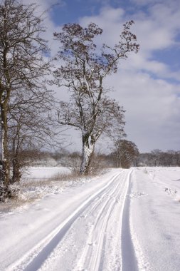 winterlicher feldrand mit baeumen alten