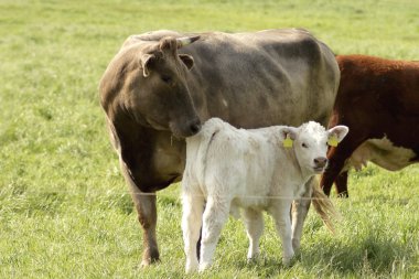 Mutterkuh mit Kalb