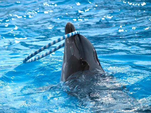 Дельфин с обручем — стоковое фото