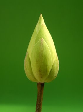 Lotus çiçeği.