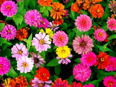 Beautiful flower clipart