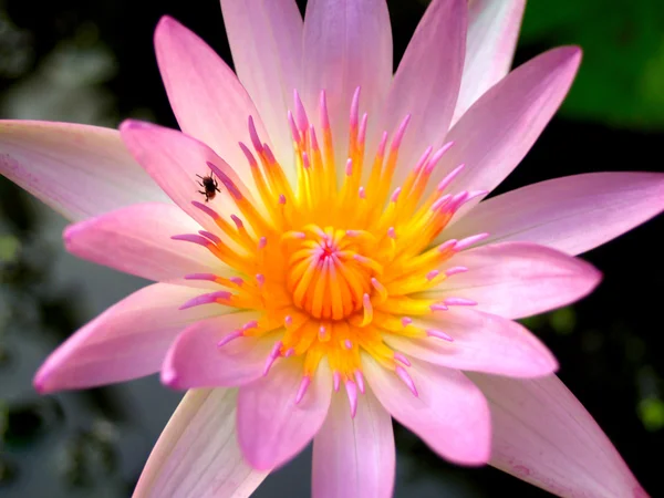 Квітка лотоса — стокове фото
