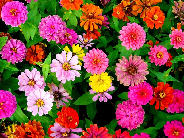 Bela flor — Fotografia de Stock