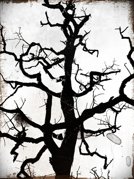 Silhouette Tree — Stock Photo, Image