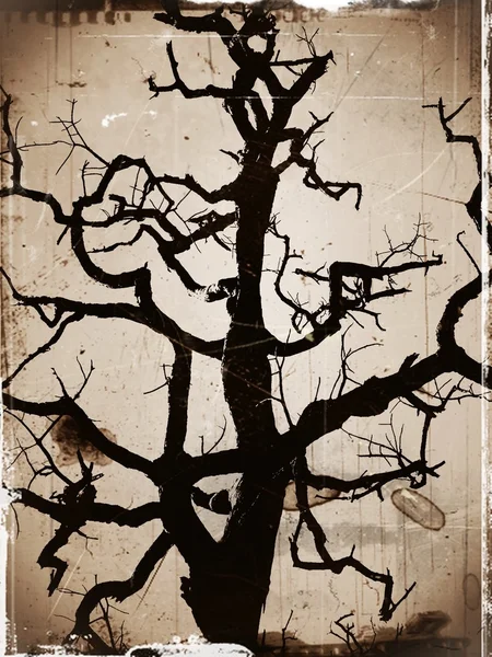 실루엣 나무 — 스톡 사진